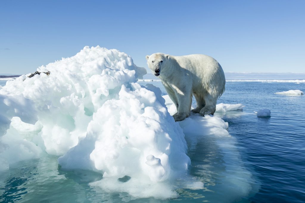 polar-bear-on-iceberg-hudson-bay-nunavut-canada