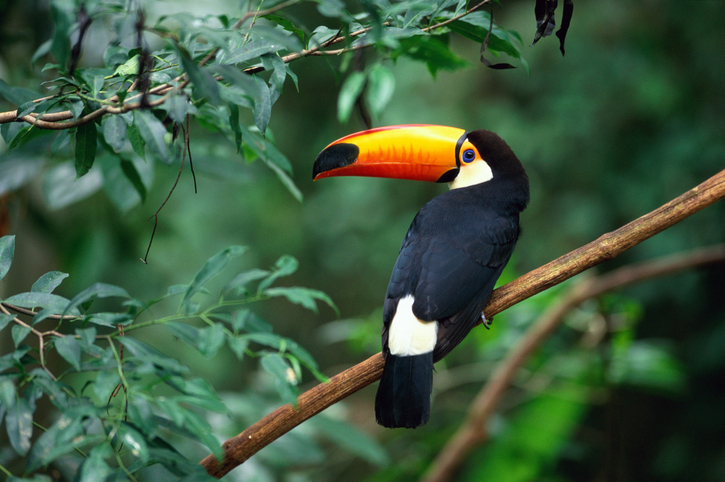 toco-toucan-ramphastos-toco-perched-on-branch-brazil