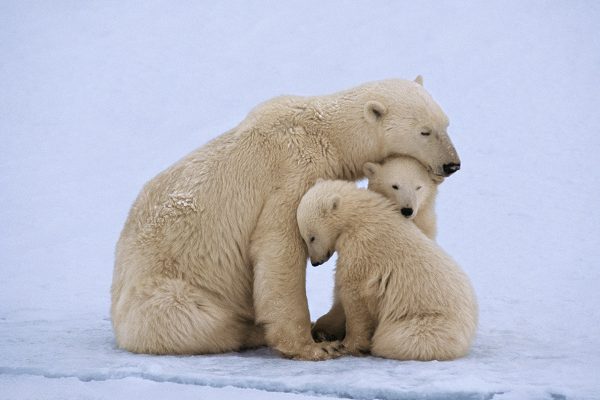 cambio-climatico-y-biodiversidad-portada-