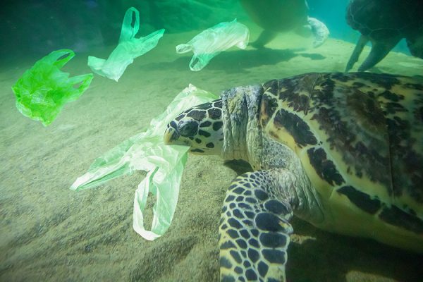 funiber-dia-mundial-medio-ambiente-plastico